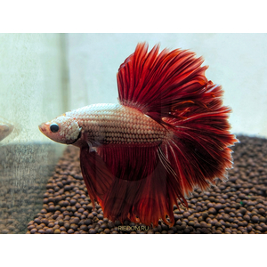 Петушок Халф Мун (международное название — Betta Halfmoon (Betta splendens)) — селекционная форма лабиринтовой рыбы, другое название — бойцовая рыбка.