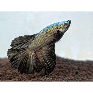 Петушок Халф Мун (международное название — Betta Halfmoon (Betta splendens)) — селекционная форма лабиринтовой рыбы, другое название — бойцовая рыбка.