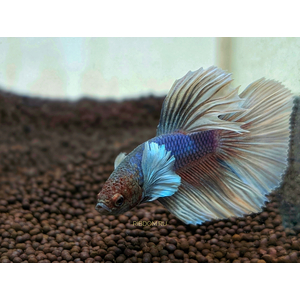 Петушок «Супердельта Дамбо Слоноухий» — разновидность лабиринтовых рыбок петушков, селекционная форма сиамского петушка.