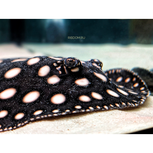 Скат Леопольди (Potamotrygon leopoldi) — вид скатов рода речных хвостоколов одноимённого семейства из отряда хвостоколообразных скатов. В народе его чаще называют «чёрным скатом» или «чёрным бриллиантом» за контрастный окрас.