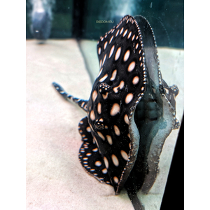 Скат Леопольди (Potamotrygon leopoldi) — вид скатов рода речных хвостоколов одноимённого семейства из отряда хвостоколообразных скатов. В народе его чаще называют «чёрным скатом» или «чёрным бриллиантом» за контрастный окрас.