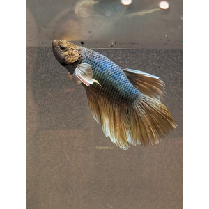 «Супердельта Дамбо Слоноухий» — разновидность лабиринтовых рыбок петушков, селекционная форма сиамского петушка.