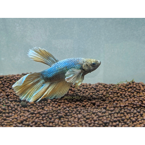 «Супердельта Дамбо Слоноухий» — разновидность лабиринтовых рыбок петушков, селекционная форма сиамского петушка.