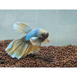 «Супердельта Дамбо Слоноухий» — разновидность лабиринтовых рыбок петушков, селекционная форма сиамского петушка.