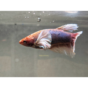 «Супердельта Дамбо Слоноухий» — разновидность лабиринтовых рыбок петушков, селекционная форма сиамского петушка.