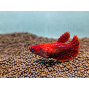 Петушок Халф Мун (международное название — Betta Halfmoon (Betta splendens)) — селекционная форма лабиринтовой рыбы, другое название — бойцовая рыбка.