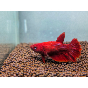 Петушок Халф Мун (международное название — Betta Halfmoon (Betta splendens)) — селекционная форма лабиринтовой рыбы, другое название — бойцовая рыбка.