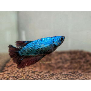 Петушок Халф Мун (международное название — Betta Halfmoon (Betta splendens)) — селекционная форма лабиринтовой рыбы, другое название — бойцовая рыбка.