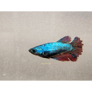 Петушок Халф Мун (международное название — Betta Halfmoon (Betta splendens)) — селекционная форма лабиринтовой рыбы, другое название — бойцовая рыбка.