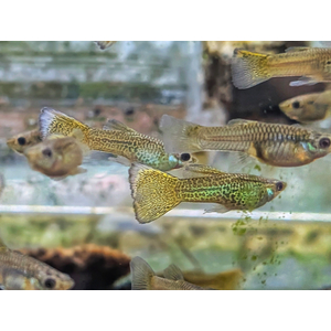 Жёлтая кружевная гуппи (yellow lace guppy) — селекционная форма обыкновенного гуппи (Poecilia reticulata). Это одна из многих уникальных окрасок Poecilia reticulata, выведенных в результате селекционного разведения.