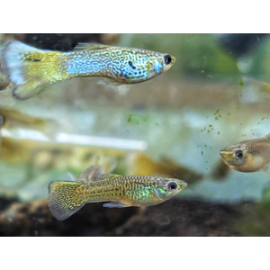 Жёлтая кружевная гуппи (yellow lace guppy) — селекционная форма обыкновенного гуппи (Poecilia reticulata). Это одна из многих уникальных окрасок Poecilia reticulata, выведенных в результате селекционного разведения.