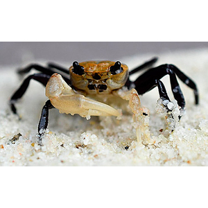 Lepidothelphusa padawan Borneo Panda Crab — редкий вид карликовых крабов, происходящий с острова Борнео.