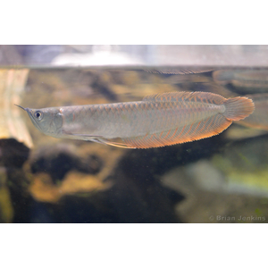 Osteoglossum bicirrhosum — научное название светлой араваны (серебристой араваны) — тропической пресноводной рыбы из семейства аравановых отряда араванообразных.