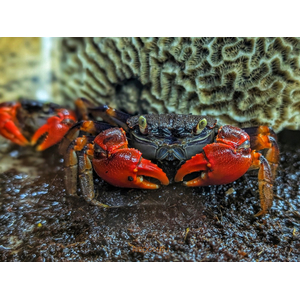 КРАБ КРАСНЫЙ ПАУК - Neosarmatium smithi Red Spider Crab