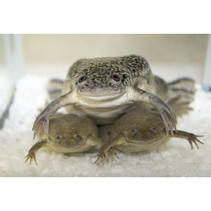 Xenopus laevis — вид южноафриканской водной лягушки рода шпорцевые лягушки. Также известна как гладкая шпорцевая лягушка или (по-местному) платанна.