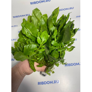 РОРИППА ВОДНАЯ, ЖЕРУШНИК - Rorippa aquatica