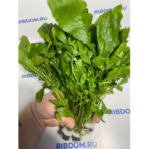 РОРИППА ВОДНАЯ, ЖЕРУШНИК - Rorippa aquatica