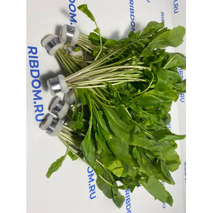 РОРИППА ВОДНАЯ, ЖЕРУШНИК - Rorippa aquatica