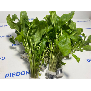 РОРИППА ВОДНАЯ, ЖЕРУШНИК - Rorippa aquatica