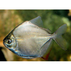 Metynnis argenteus — пресноводная лучеперая рыба из семейства Харациновые. Нередко называется «серебряным долларом» или «рыбкой долларом».