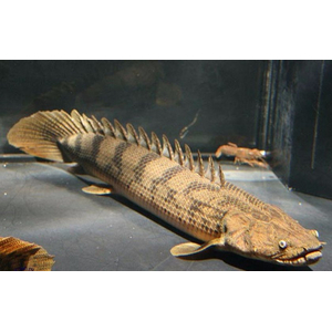 Polypterus endlicheri — пресноводная лучепёрая рыба из семейства Многоперовые. Второе название — тигровый полиптерус — за характерные тёмные полосы поперёк тела.