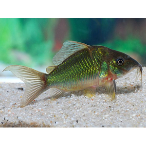 Brochis splendens — вид лучепёрых рыб из семейства панцирных сомов, известный также под названиями: зелёный сомик, зелёный брохис, изумрудный сомик. Некоторые систематики относят этот вид к сестринскому роду коридорасов (лат. Corydoras splendens).