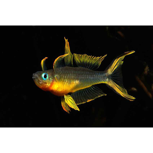 Pseudomugil furcatus — вид рыбки, известный как попондетта фурката (вильчатохвостая синеглазка). Это небольшая стайная рыбка из семейства Псевдомугиловые.