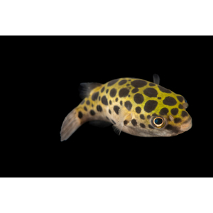 Carinotetraodon travancoricus — латинское название карликового тетрадона (джумбо-циклина) — небольшой пресноводной рыбы из семейства тетрадонов.