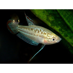 Trichopsis pumila — научное название карликового гурами (пумилы) — вида лабиринтовых рыб из семейства макроподовых.