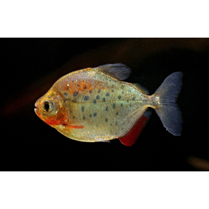 Metynnis maculatus — научное наименование метинниса пятнистого — аквариумной рыбки из семейства Serrasalmidae. Внешне похожа на пиранью, но обладает более спокойным нравом.