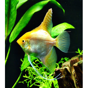 Скалярия «Платина Жемчуг» — селекционная форма обыкновенной скалярии (Pterophyllum scalare). Название получила благодаря светло-серебристой чешуе, которой покрыто тело.