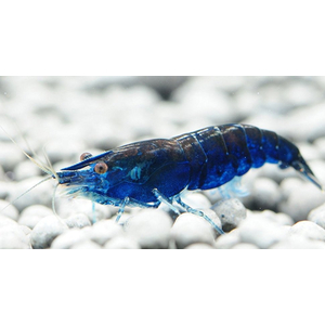 Blue Diamond — селекционная форма широко известной креветки Neocaridina heteropoda. В природе не встречается.

Отличительная особенность:

Насыщенный синий окрас тела — отличительная особенность породы. Яркость окраса зависит от качества питания и цвета субстрата — чем грунт темнее, тем ярче окрас.
