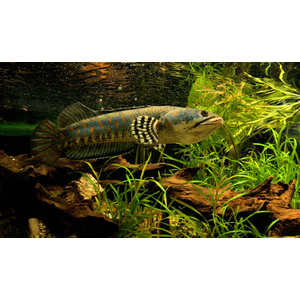 Змееголов пульхера (научное наименование — Channa pulchra) — пресноводная лучепёрая рыба из семейства Змееголовые. Впервые описана как новый вид в 2007 году исследователем Р. Бритцем. С 2010-х годов стала популярна среди аквариумистов.