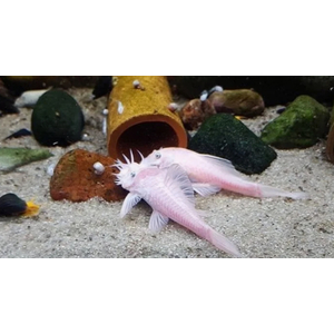 L144 Snow White — селекционная форма аквариумной рыбки анциструса («Снежок»).