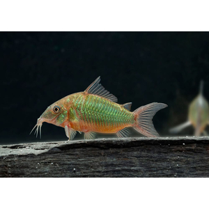 Brochis splendens — вид лучепёрых рыб из семейства панцирных сомов, известный также под названиями: зелёный сомик, зелёный брохис, изумрудный сомик. Некоторые систематики относят этот вид к сестринскому роду коридорасов (лат. Corydoras splendens).