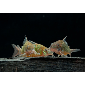 Brochis splendens — вид лучепёрых рыб из семейства панцирных сомов, известный также под названиями: зелёный сомик, зелёный брохис, изумрудный сомик. Некоторые систематики относят этот вид к сестринскому роду коридорасов (лат. Corydoras splendens).