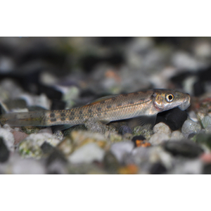 Гиринохейлус (Gyrinocheilus aymonieri) — пресноводная рыба из семейства карповых, известная способностью поедать водоросли.