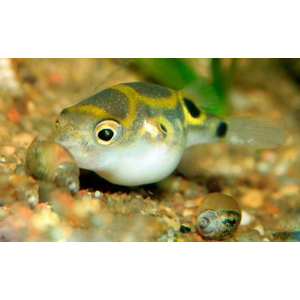 Carinotetraodon travancoricus — латинское название карликового тетрадона (джумбо-циклина) — небольшой пресноводной рыбы из семейства тетрадонов.