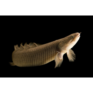 Полиптерус сенегальский (Polypterus senegalus) — вид пресноводных лучепёрых рыб из семейства многопёровых. Относится к двоякодышащим рыбам: плавательный пузырь разделён на две части, одна из которых выполняет функцию лёгкого, позволяя использовать для дыхания атмосферный кислород.