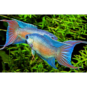 Blue Paradise Fish (макропод, райская рыба) — вид лабиринтовых рыб из семейства макроподовых. Известен под названиями «райская рыбка», «голубая райская» или «голубая гурами»