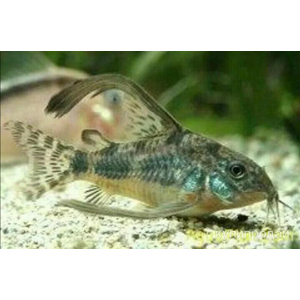 Коридорас крапчатый (Corydoras paleatus) — пресноводная рыбка из семейства панцирных сомов. Также известна как крапчатый сомик, мраморный сомик, соломенный панцирник, пятнистый сомик, простой сомик.