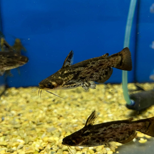 Trachelyopterus fisheri — пресноводный сом, также известен как сом-коряжка. Принадлежит к семейству Затылкоперые сомы (Auchenipteridae).