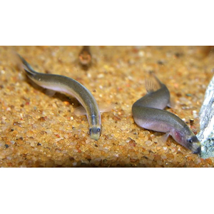 Pangio oblonga — вид аквариумной рыбы из семейства вьюновых. Другие названия: пангио облонга, яванский голец, чёрный кюли, шоколадный кюли.