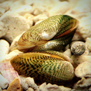 Scaby scripata — латинское название расписной двустворки (мидии узорчатой) — двустворчатого моллюска, который содержится в аквариумах.