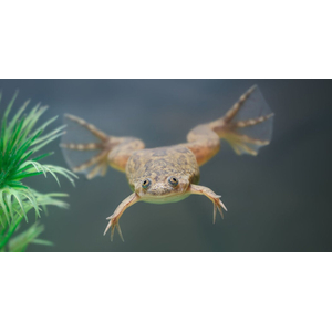 Hymenochirus boettgeri — вид земноводных семейства пиповых, также известен как карликовый когтеносец или когтеносец Бёттгера. Видовое название дано в честь немецкого зоолога Оскара Бёттгера (1844–1910).