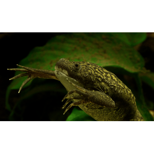 Xenopus laevis — вид южноафриканской водной лягушки рода шпорцевые лягушки. Также известна как гладкая шпорцевая лягушка или (по-местному) платанна.