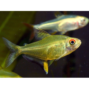 Hyphessobrycon pulchripinnis — вид тропических пресноводных лучепёрых рыб семейства харациновых, лимонная тетра. Родина — Южная Америка. Впервые попала в аквариумы в 1932 году.