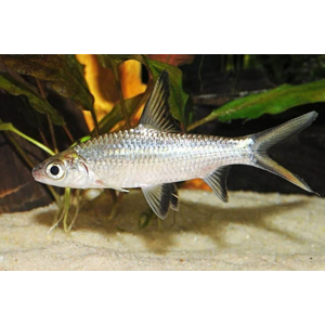 Balantiocheilus melanopterus — научное название акульего балу (акулий бала, барбус акулий, акула серебряная, акула трёхцветная) — рыбы из семейства карповых. Название указывает на внешнее сходство с акулой, но от неё унаследован лишь облик.Balantiocheilus melanopterus — научное название акульего балу (акулий бала, барбус акулий, акула серебряная, акула трёхцветная) — рыбы из семейства карповых. Название указывает на внешнее сходство с акулой, но от неё унаследован лишь облик.