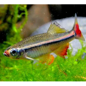 Кардинал (Tanichthys albonubes) — небольшая аквариумная рыбка из семейства карповых. Название получила за присутствие в окрасе красного цвета, напоминающего цвет мантии высокопоставленных священников Католической церкви.