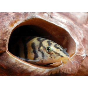 Боция мраморная (Botia lohachata) — аквариумная рыбка из семейства вьюновых. Также известна как боция лохаката, боция йо-йо.